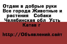 Отдам в добрые руки  - Все города Животные и растения » Собаки   . Челябинская обл.,Усть-Катав г.